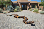 Large-Scale Articulated Rattlesnake Sculpture by The Rusted Desert