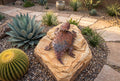 Rusted steel horned lizard sculpture in a desert courtyard, mounted on a stone slab among agave and barrel cactus