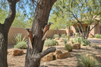 Handmade Metal Woodpecker Sculpture